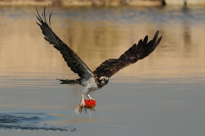 Osprey - שלך - Pandion haliaetus