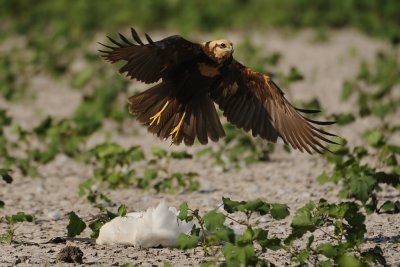 Marsh Harrier - זרון סוף - Circus aeruginosus