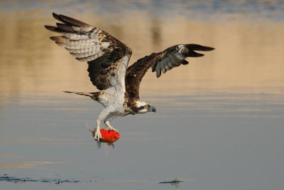  Osprey - שלך -  Pandion haliaetus  