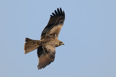 Black Kite - דיה שחורה - Milvus migrans