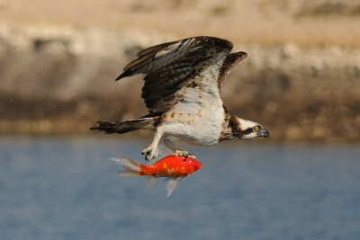  Osprey - שלך -  Pandion haliaetus  