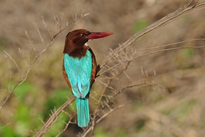 White-throated Kingfisher - שלדג לבן-חזה