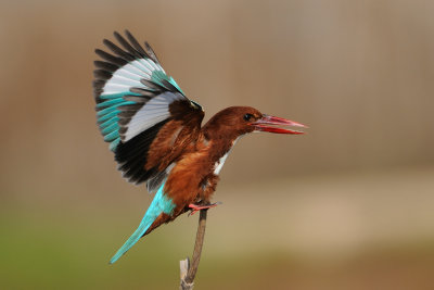 White-throated Kingfisher - שלדג לבן-חזה