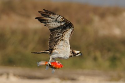 Osprey - שלך - Pandion haliaetus