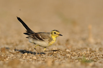 Citrine Wagtail - נחליאלי לימוני