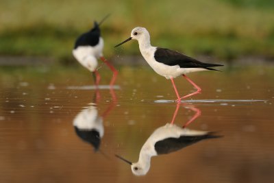 Black-winged Stilt - תמירון - Himantopus himantopus