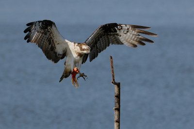 Osprey - שלך - Pandion haliaetus