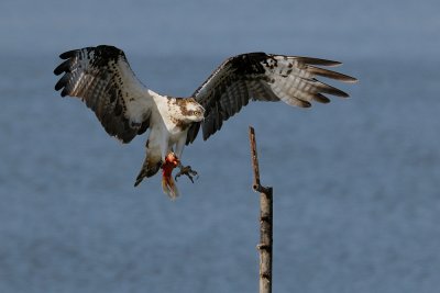  Osprey - שלך -  Pandion haliaetus  