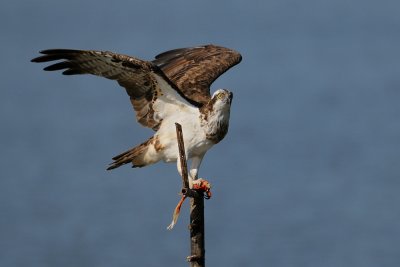 Osprey - שלך - Pandion haliaetus