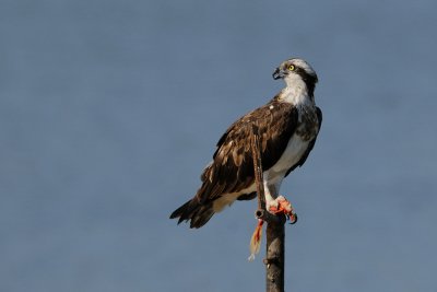 Osprey - שלך - Pandion haliaetus