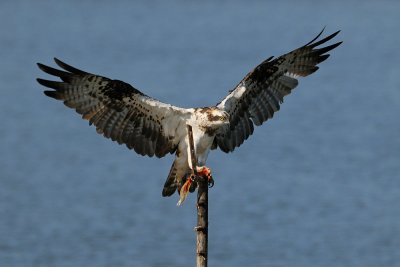  Osprey - שלך -  Pandion haliaetus  