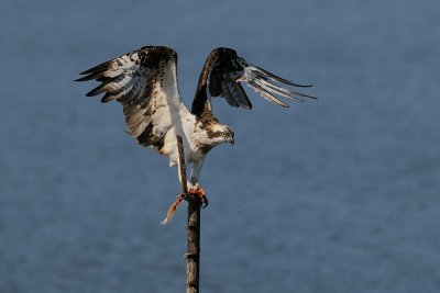 Osprey - שלך - Pandion haliaetus