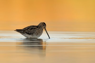 Common Snipe - חרטומית ביצות