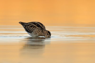 Common Snipe - חרטומית ביצות