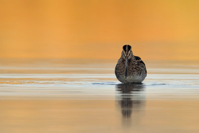 Common Snipe - חרטומית ביצות