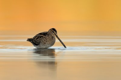 Common Snipe - חרטומית ביצות