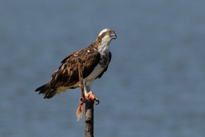 Osprey - שלך - Pandion haliaetus