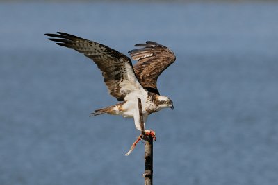 Osprey - שלך - Pandion haliaetus