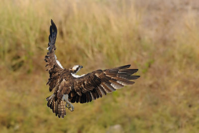  Osprey - שלך -  Pandion haliaetus  