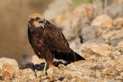 Marsh Harrier - זרון סוף - Circus aeruginosus