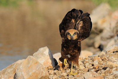 Marsh Harrier - זרון סוף - Circus aeruginosus