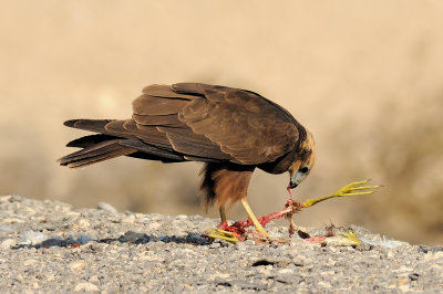 Marsh Harrier - זרון סוף - Circus aeruginosus