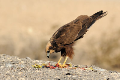 Marsh Harrier - זרון סוף - Circus aeruginosus