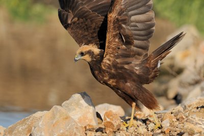 Marsh Harrier - זרון סוף - Circus aeruginosus