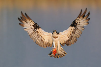  Osprey - שלך -  Pandion haliaetus  