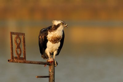 Osprey - שלך - Pandion haliaetus