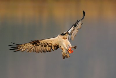 Osprey - שלך - Pandion haliaetus