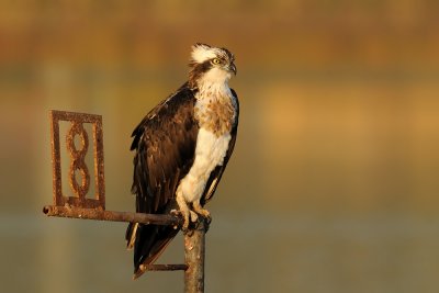  Osprey - שלך -  Pandion haliaetus  