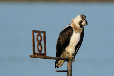 Osprey - שלך - Pandion haliaetus