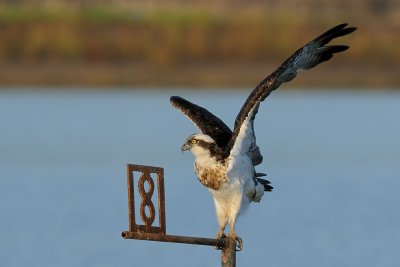 Osprey - שלך - Pandion haliaetus