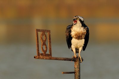 Osprey - שלך - Pandion haliaetus