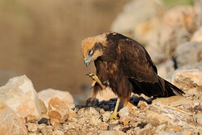 <h5>Marsh Harrier - זרון סוף - <i>Circus aeruginosus<i></h5>