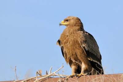 Steppe Eagle - עיט ערבות - Aquila nipalensis