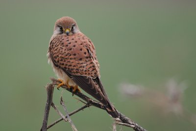 Common Kestrel - בז מצוי - Falco tinnunculus