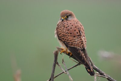 Common Kestrel - בז מצוי - Falco tinnunculus