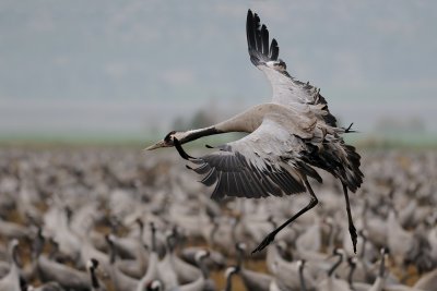 Common Crane - עגור אפור - Grus grus