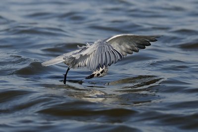 Whiskered Tern - מרומית לבנת-לחי