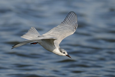Whiskered Tern - מרומית לבנת-לחי
