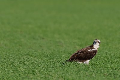 Osprey - שלך - Pandion haliaetus