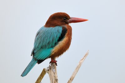 White-throated Kingfisher - שלדג לבן-חזה