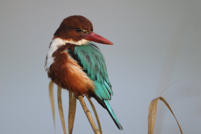 White-throated Kingfisher - שלדג לבן-חזה