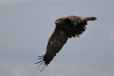 Greater Spotted Eagle - עיט צפרדעים - Aquila clanga
