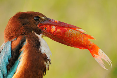 White-throated Kingfisher - שלדג לבן-חזה