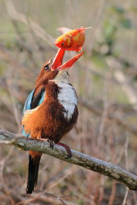 White-throated Kingfisher - שלדג לבן-חזה