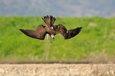 Osprey - שלך - Pandion haliaetus
