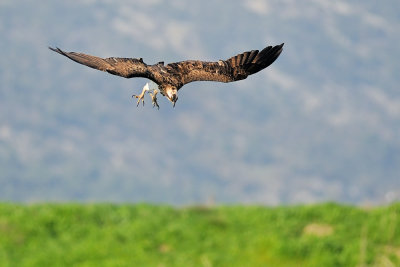 Osprey - שלך - Pandion haliaetus